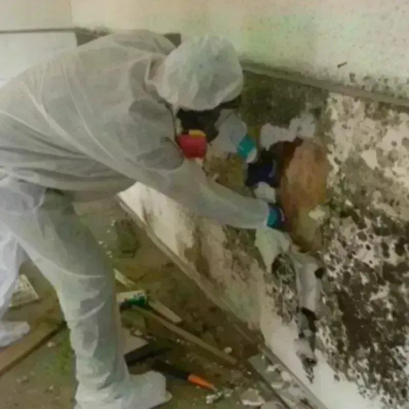 Mold Remediation and Removal in Tempe, AZ